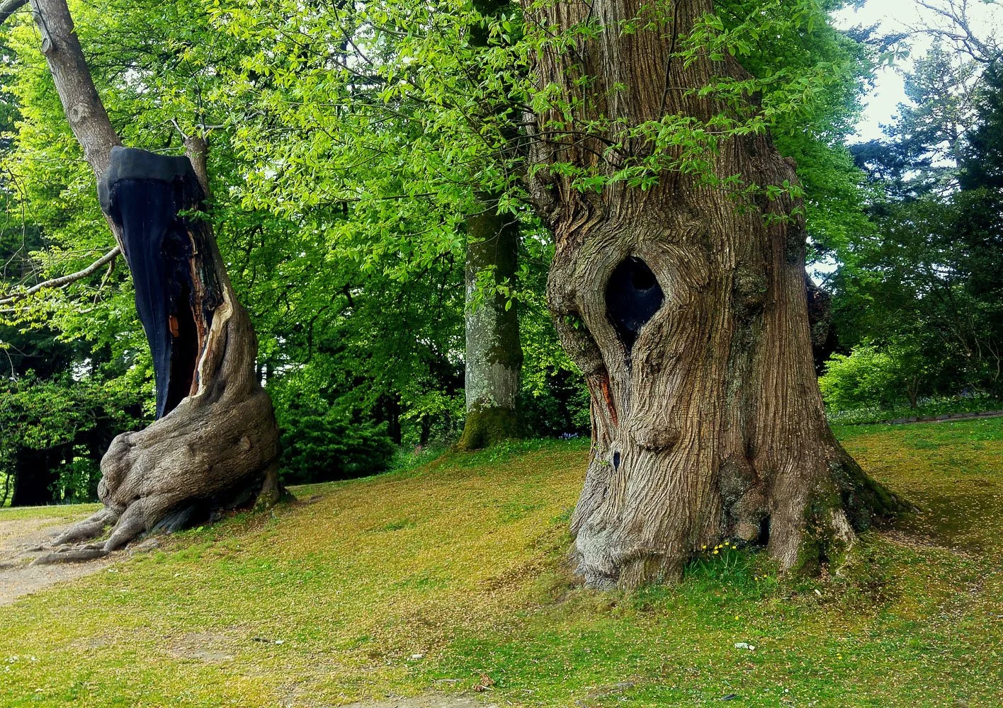 ARBOLES austri (4).jpg