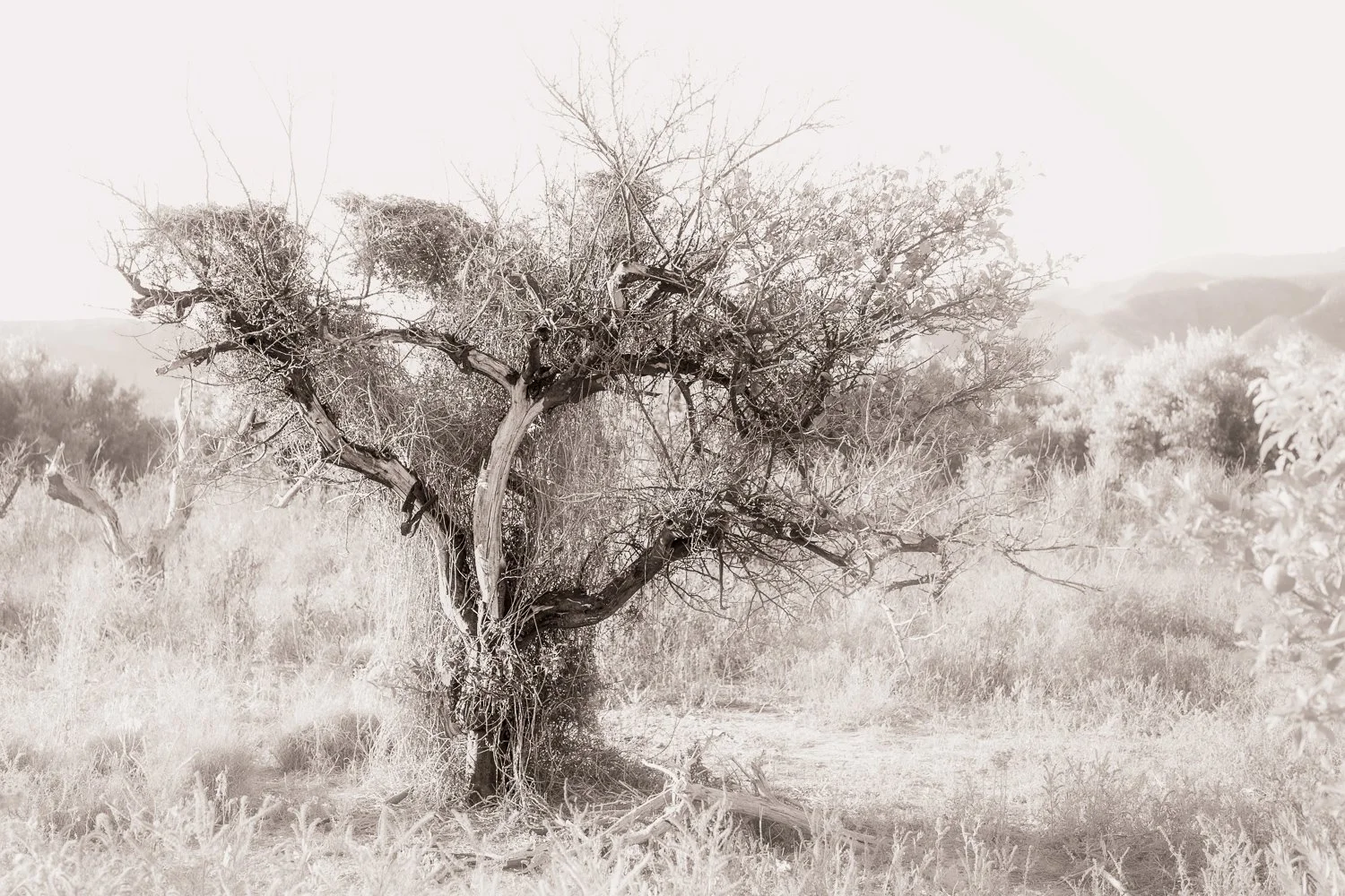 franknotteboom-mt3.jpg