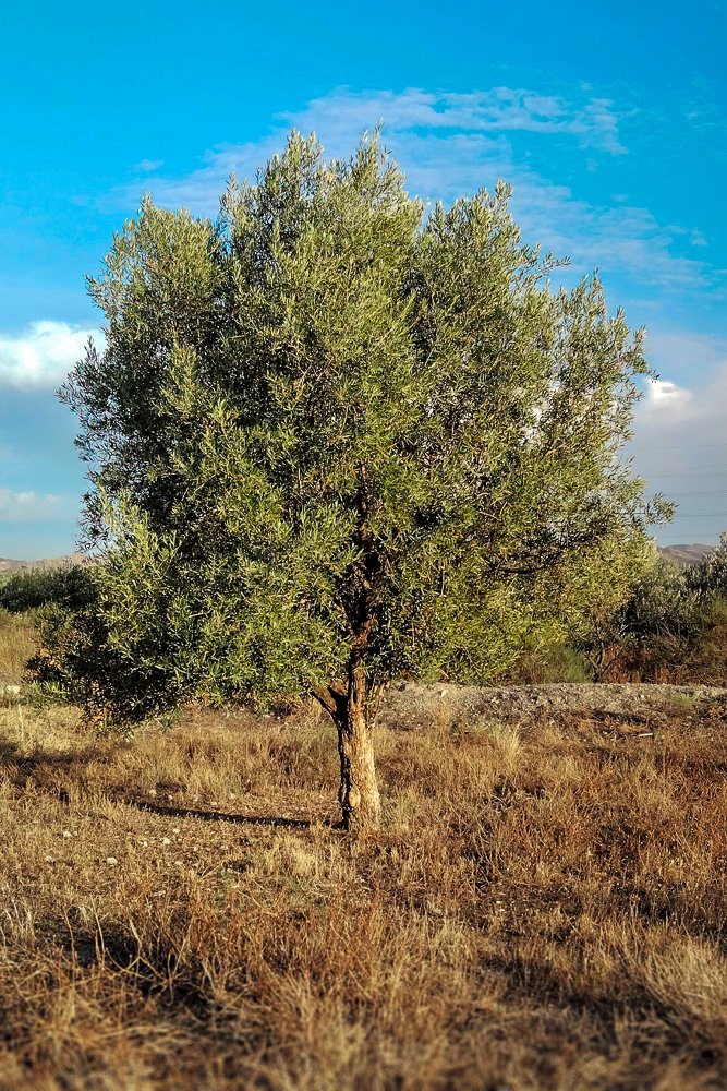 jefclement-mt3.jpg