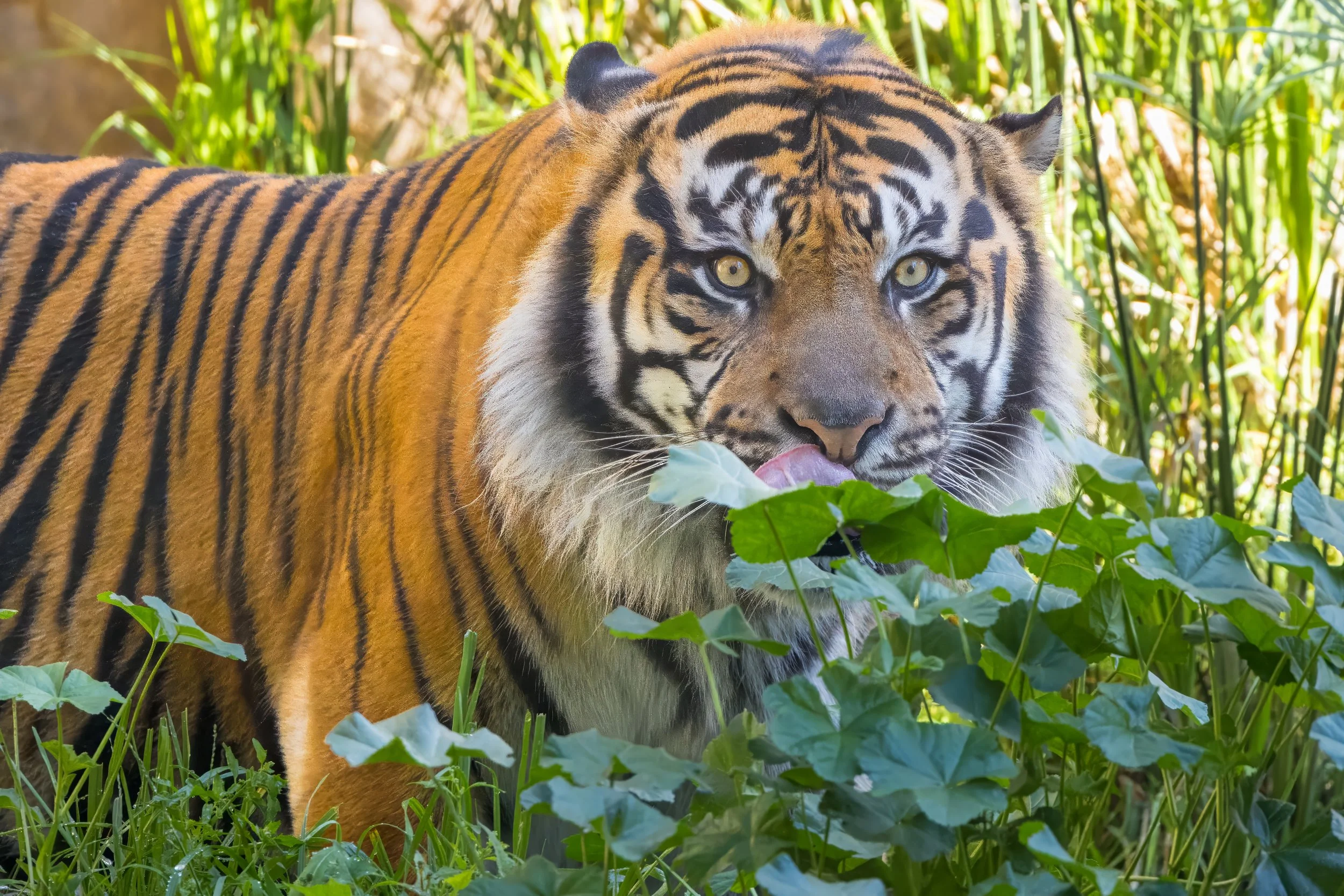 Richard Parker