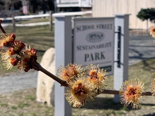 It’s Spring! Look Up! Cherish the Tree Flowers.