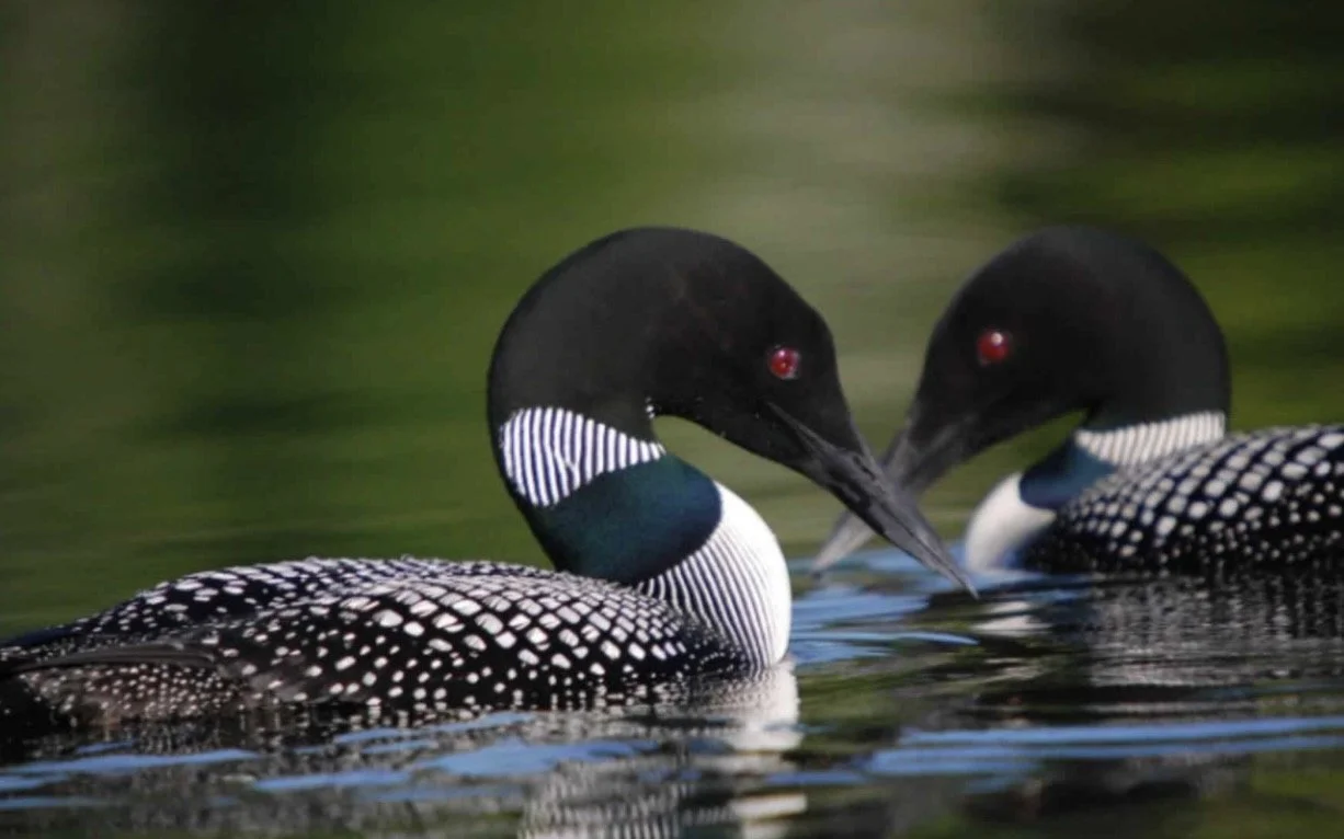 WHO KNEW lead poisoning is the largest cause of death in adult loons in New Hampshire?