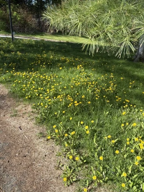 WHO KNEW No Mow May Has Evolved?