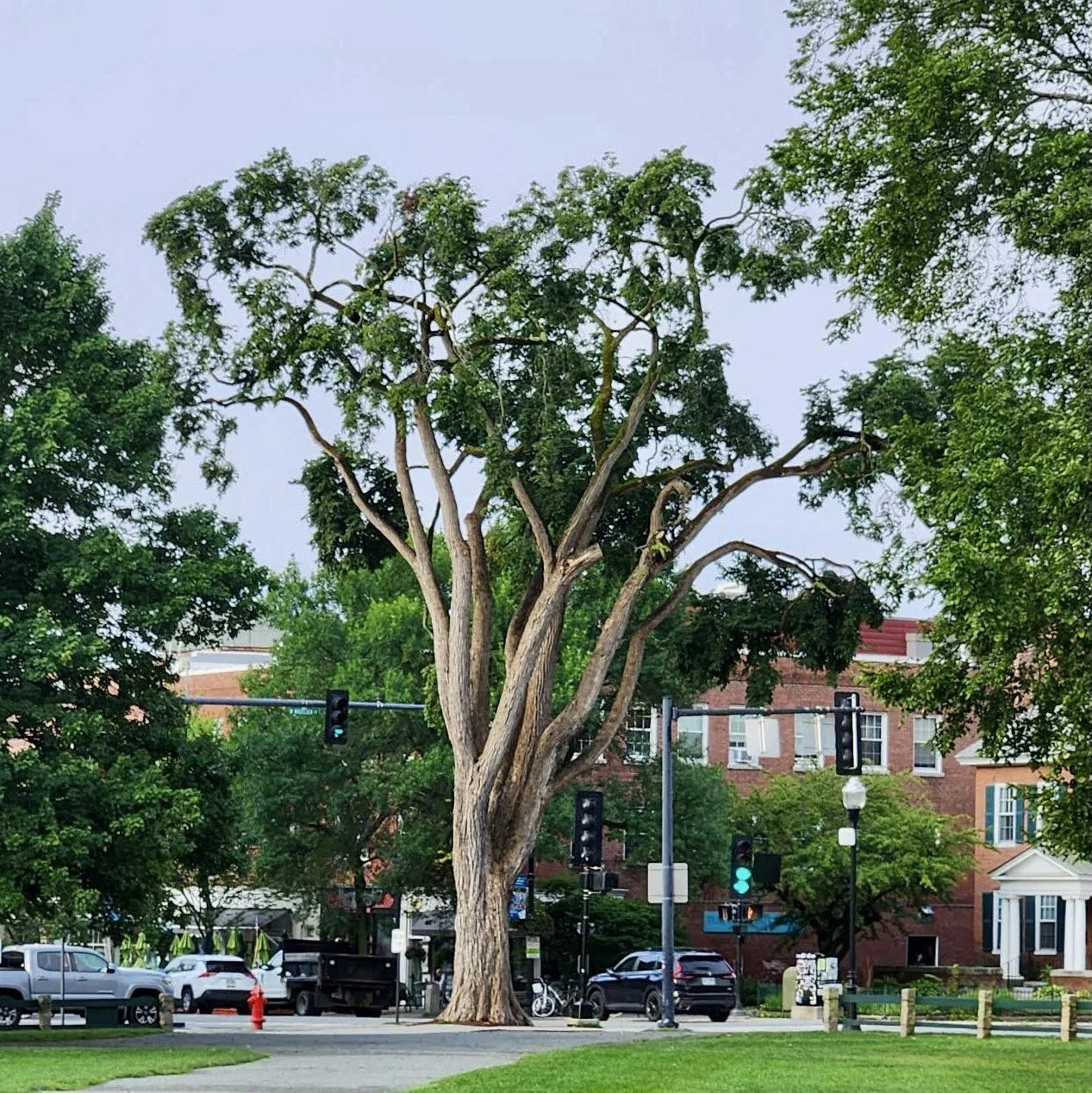 What Does Hanover’s Town Arborist Do?