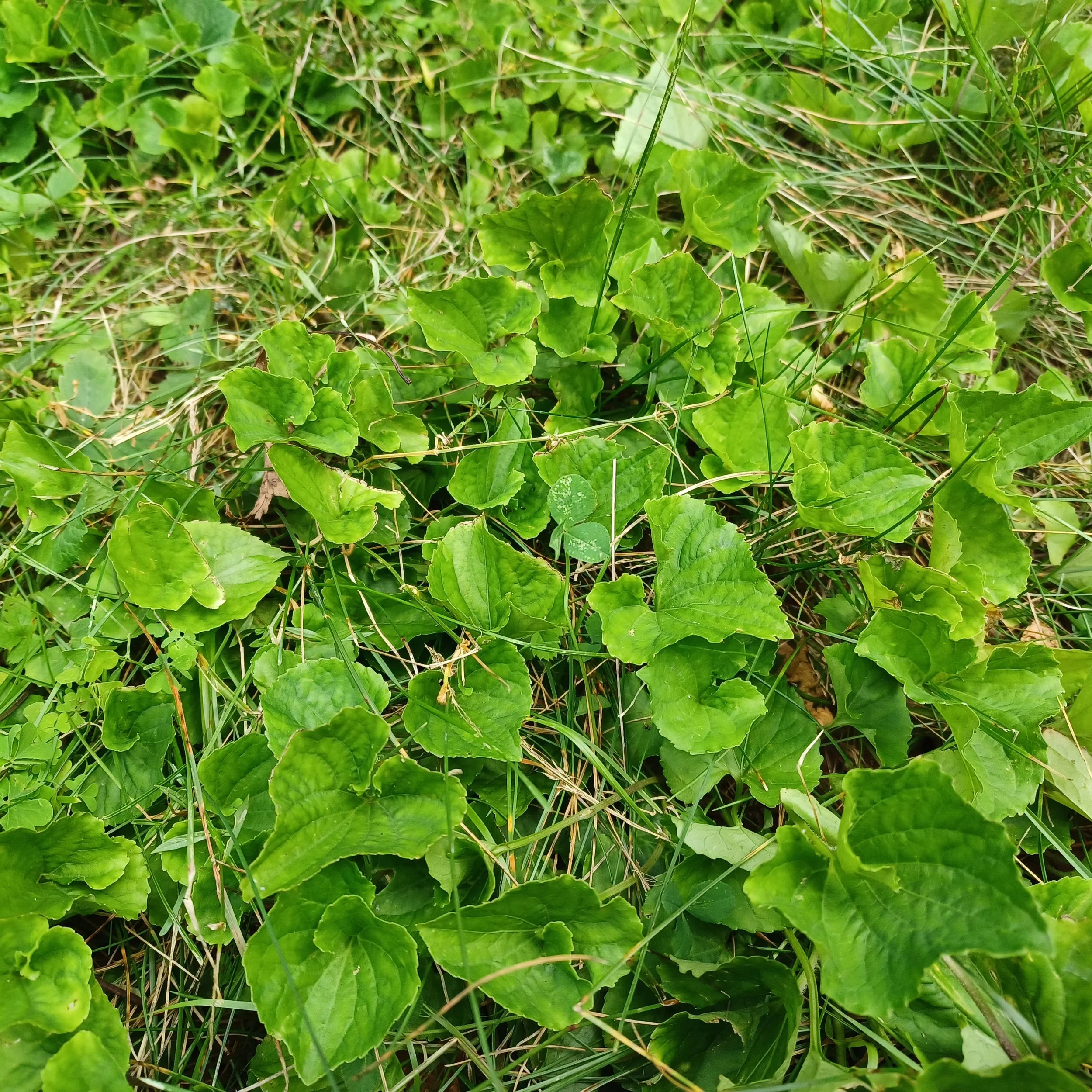 WHO KNEW  Simple Changes In Lawn Care Produce Fascinating Results? 