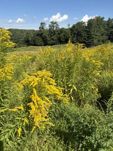 WHO KNEW Goldenrods are Essential for Biodiversity?
