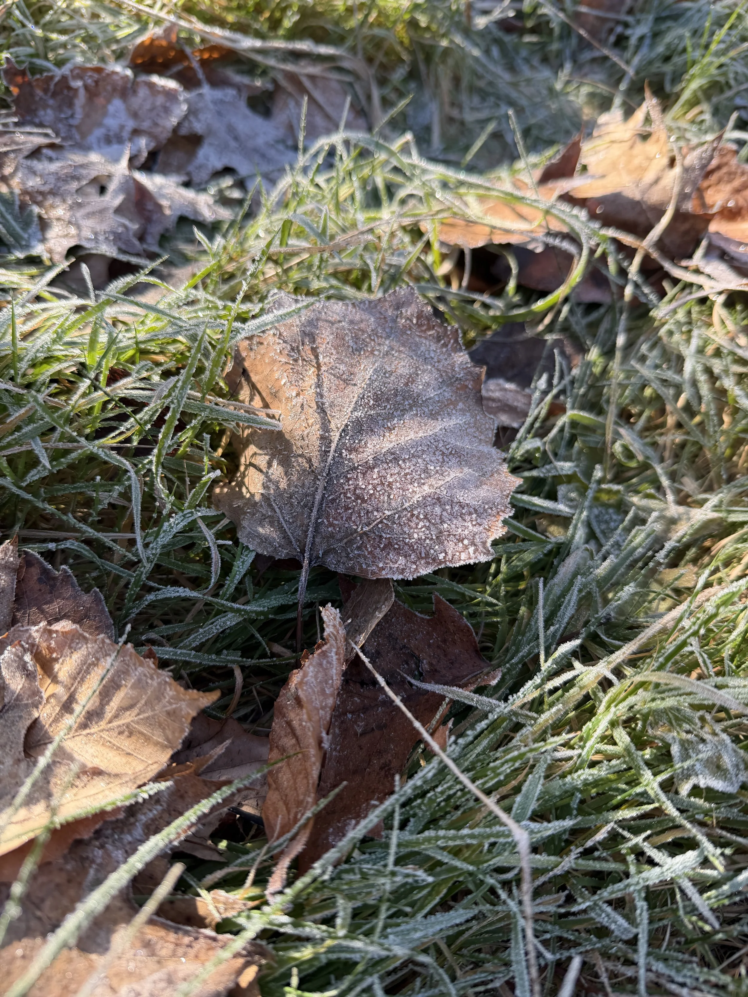 Who Knew that Leaves in Your Garden Bed Are Additional Insect Habitat?