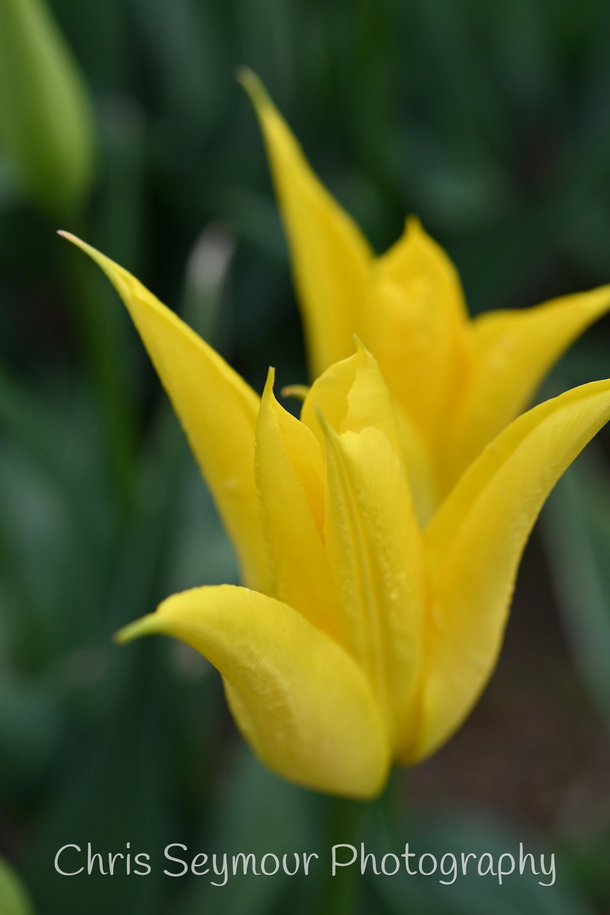 Yellow Star