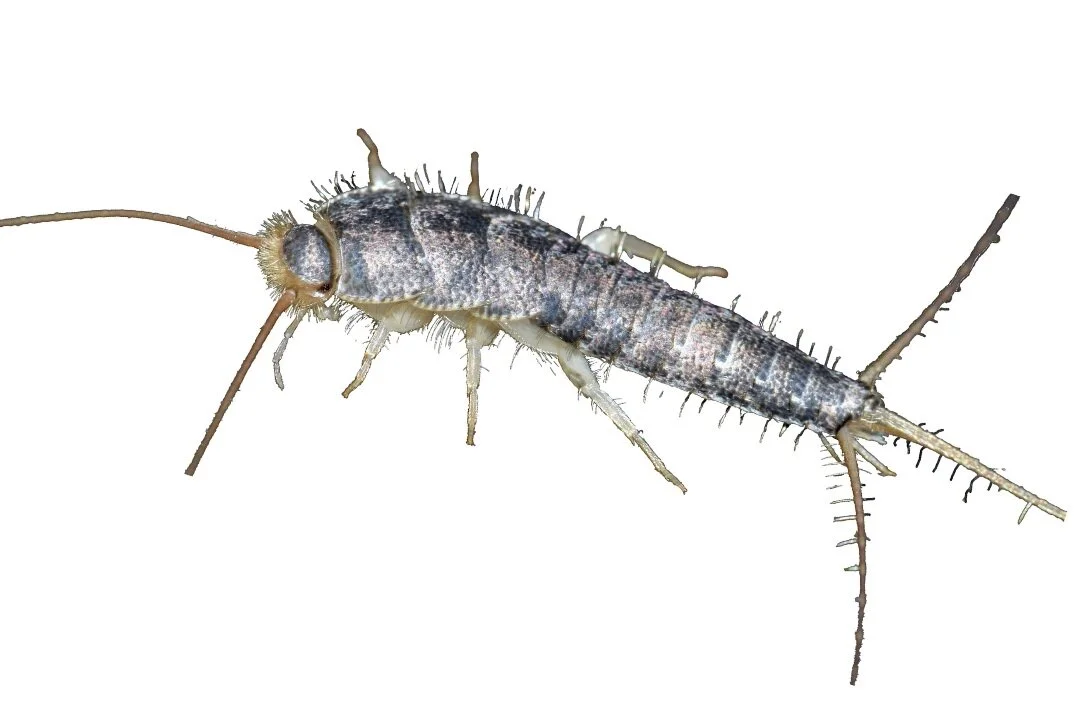 Identify Your Fabric and Museum Insect