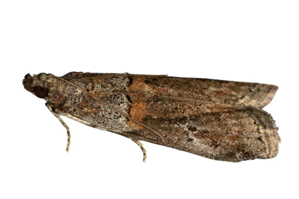 Almond-Moth.jpg