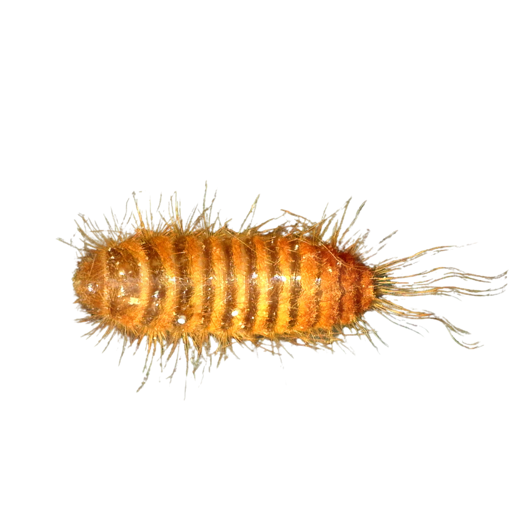 Attractant for Carpet Beetle, Warehouse Beetle, and more — Insects Limited