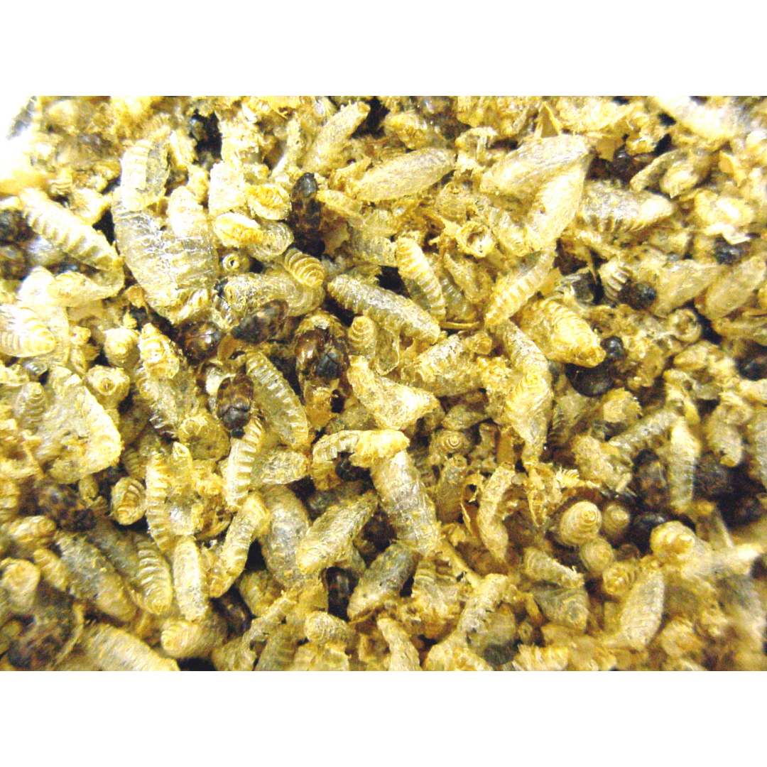 Attractant for Carpet Beetle, Warehouse Beetle, and more — Insects Limited