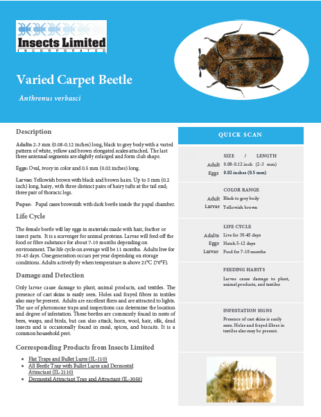 Varied Carpet Beetle — Insects Limited