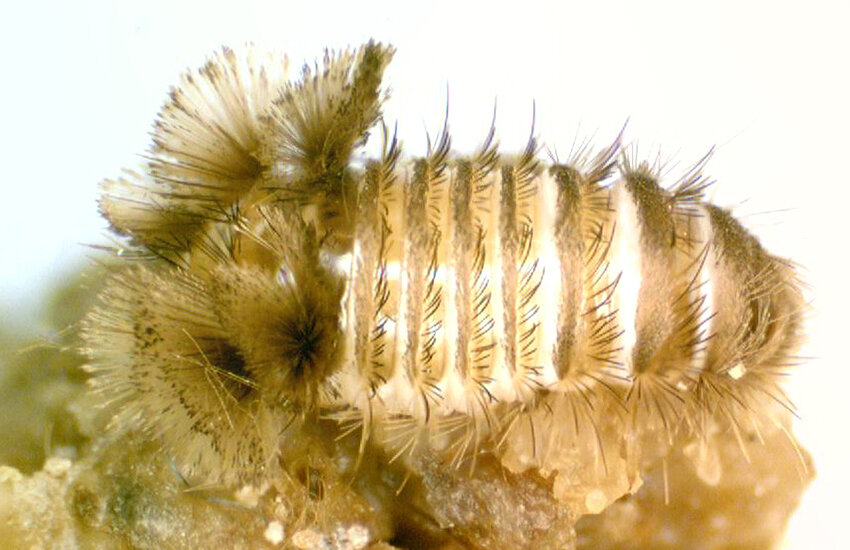 Beautiful Carpet Beetle Larvae