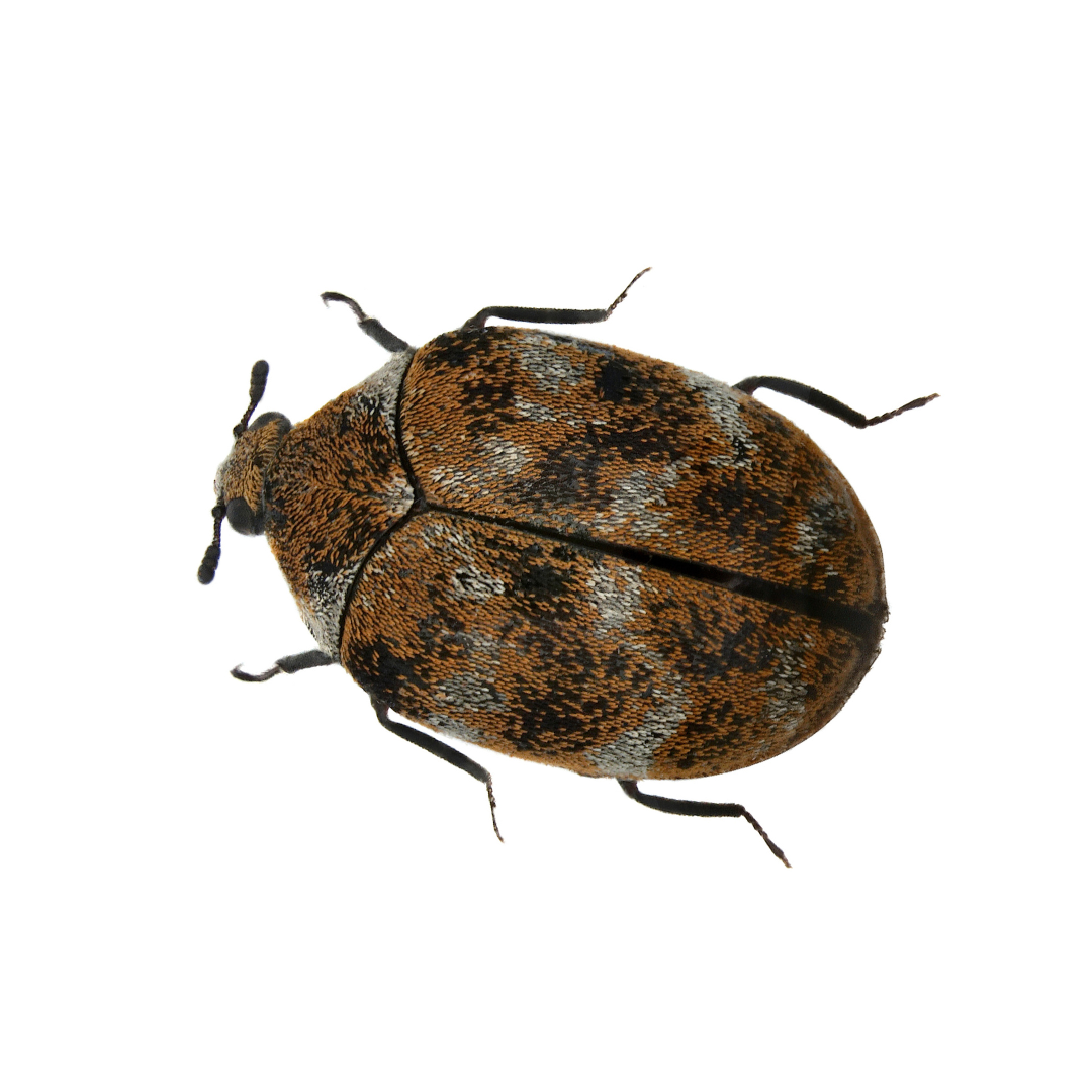 Attractant for Carpet Beetle, Warehouse Beetle, and more — Insects Limited