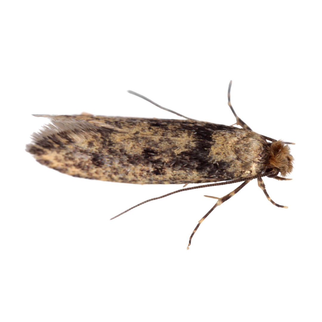 Brown-Dotted Clothes Moth — Insects Limited