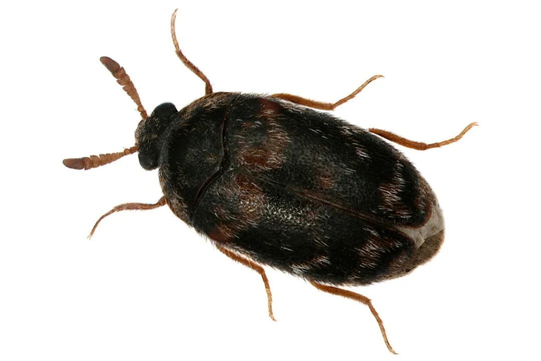 Identify the Insect in Your Food