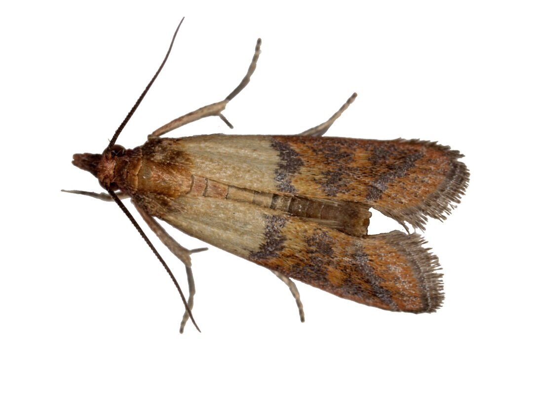 Facts About Pantry Moths
