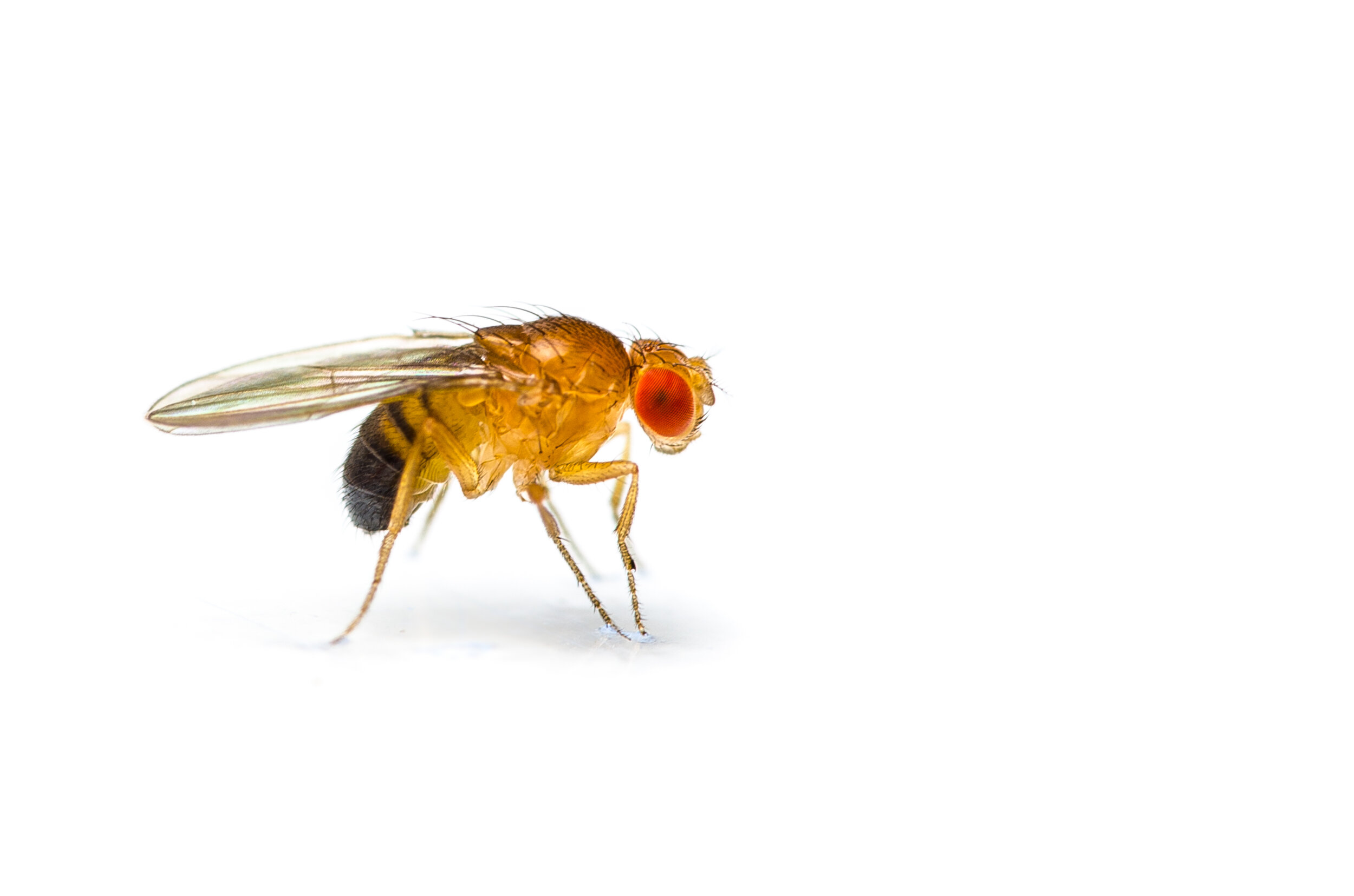 Fruit Fly  Identify Your Pest with Insects Limited — Insects Limited
