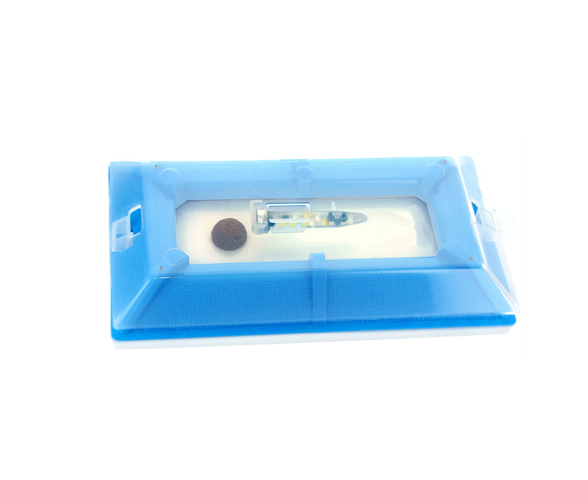 Varied Carpet Beetle — Insects Limited