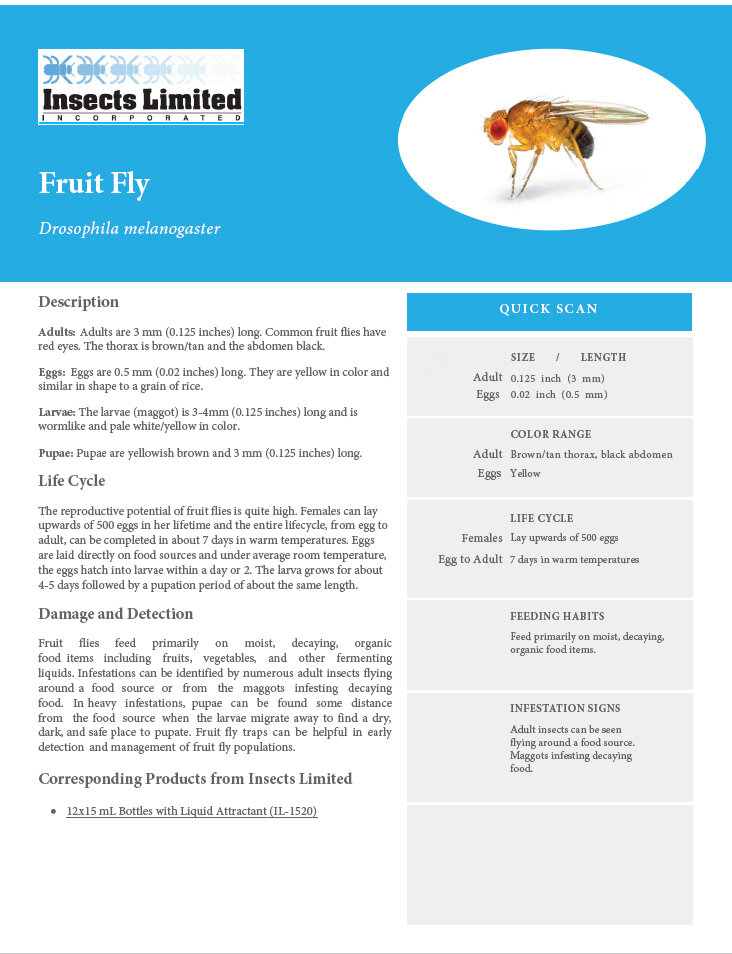 Fruit Fly  Identify Your Pest with Insects Limited — Insects Limited