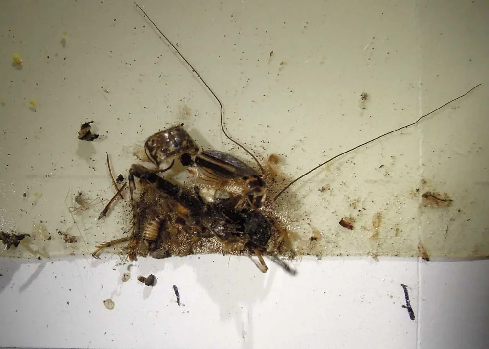 Museum Monitoring Guidelines | Tips from Insects Limited