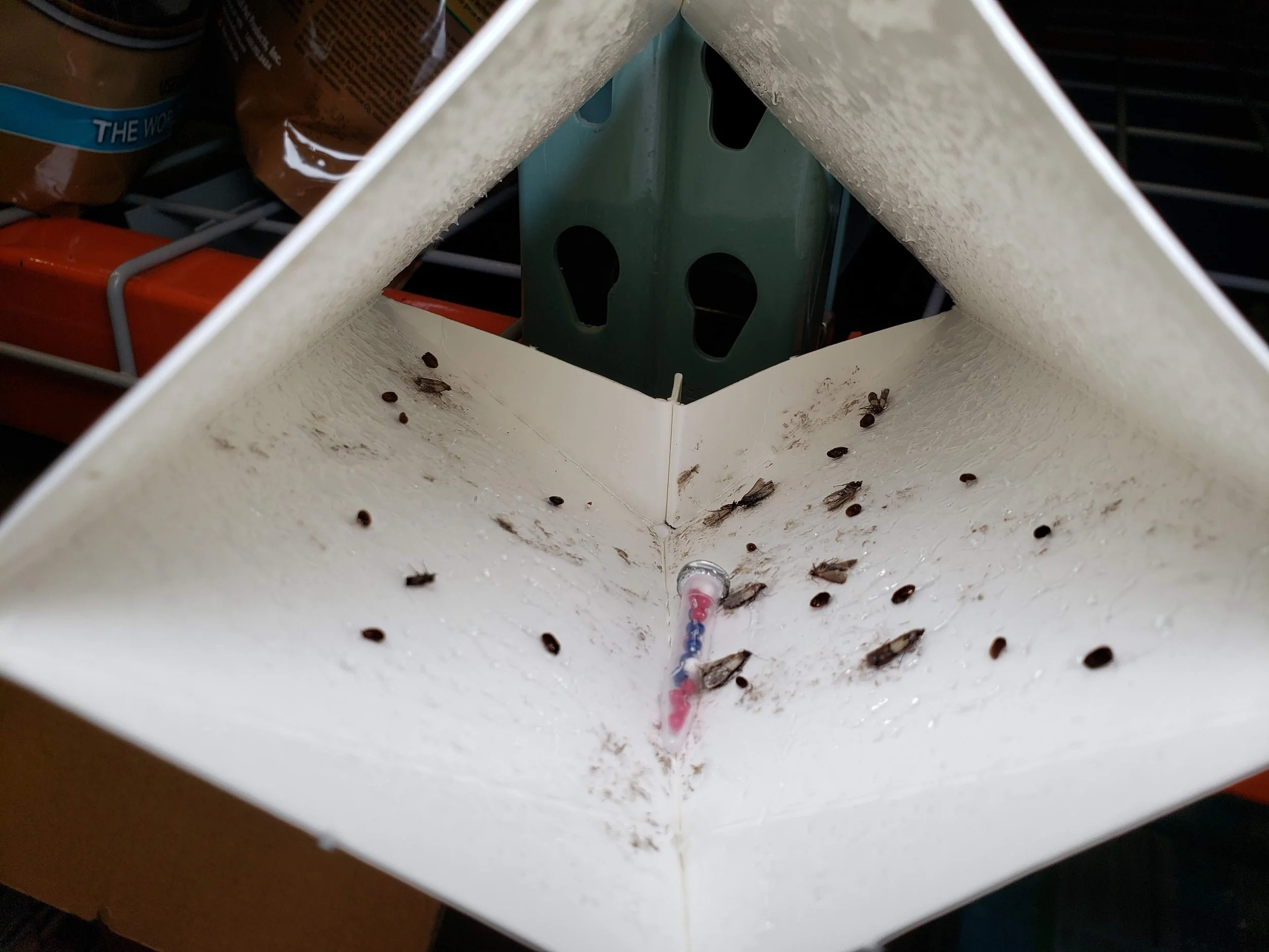 trap for Indian Meal Moth, Mediterranean Flour Moths, Almond Moth,Tobacco Moths, Warehouse beetle, Khapra beetle, and Cigarette beetle
