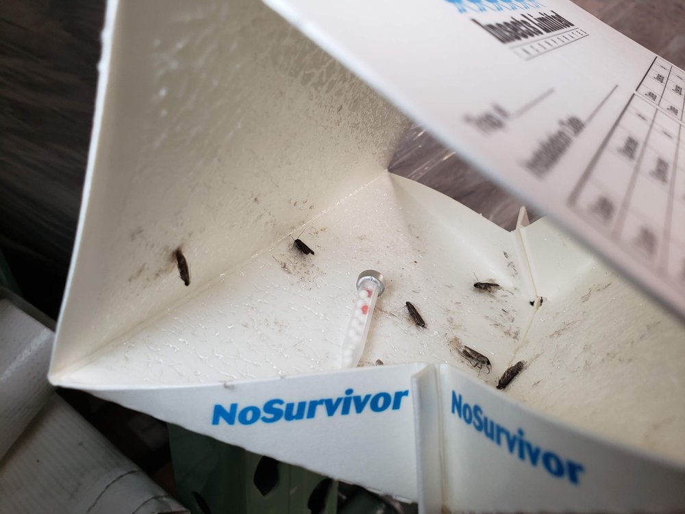 NoSurvivor™ Trap (No Attractant) (IL-1100) — Insects Limited