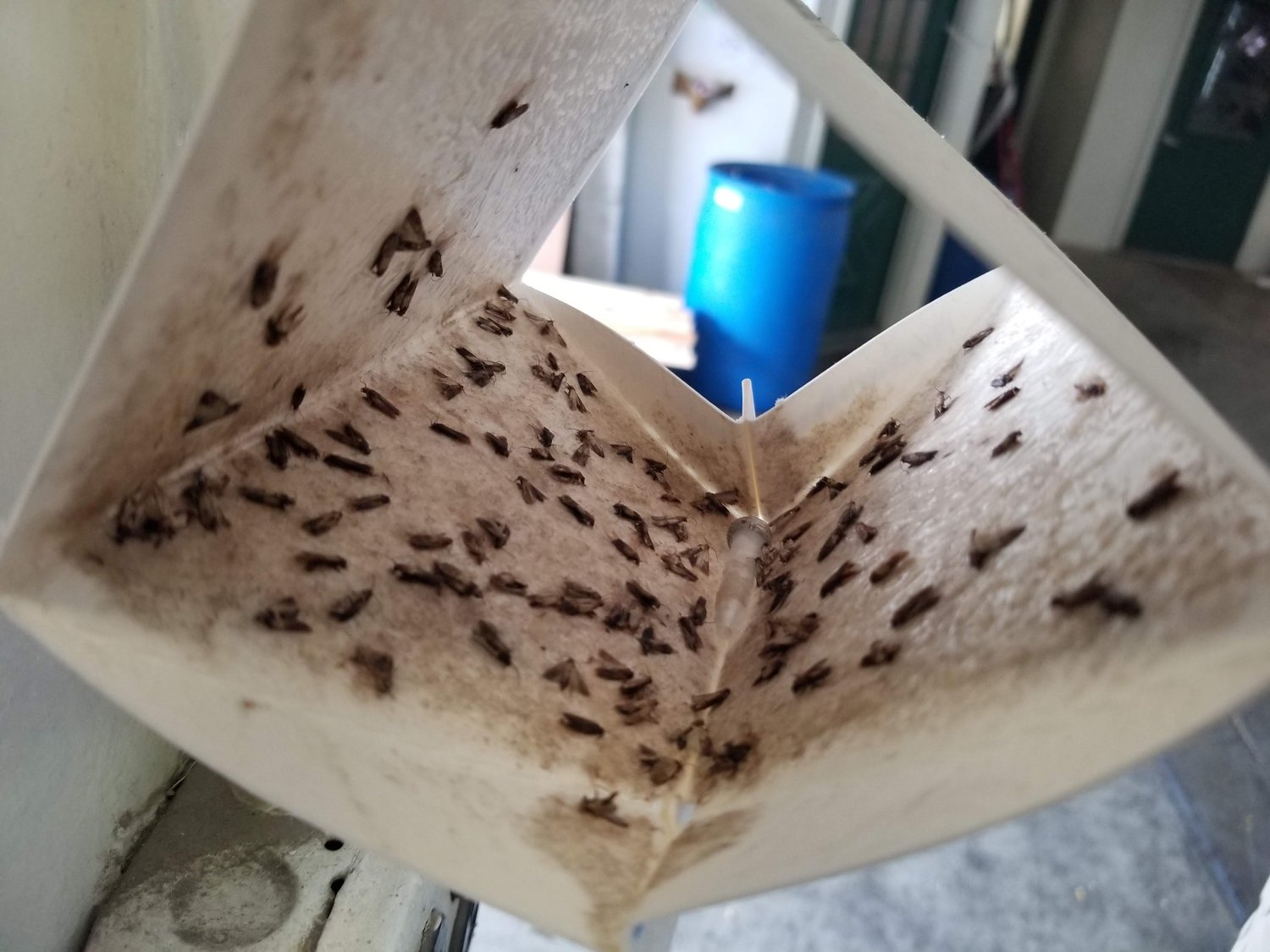 Castellation Trap, Monitor and Trap Small Moths