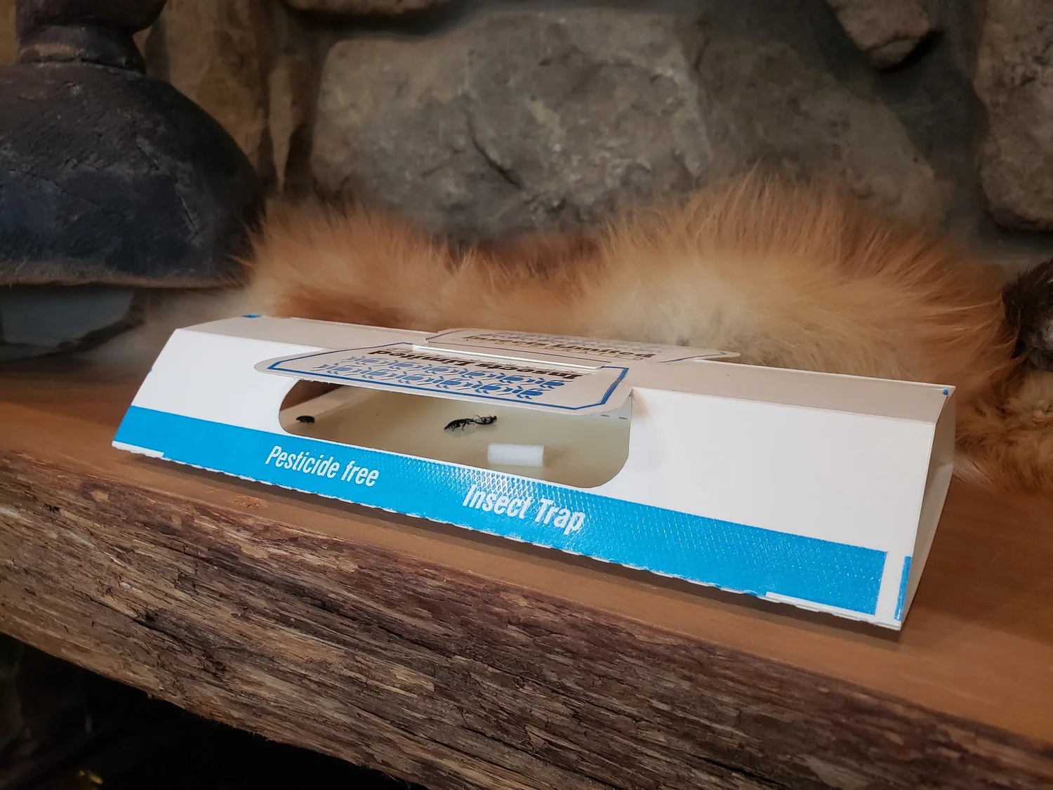 Varied Carpet Beetle Kit (IL110)