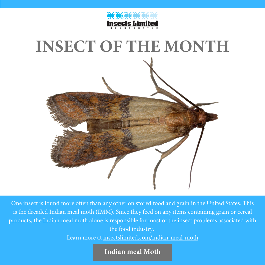  Moth Prevention Products, Guides & More