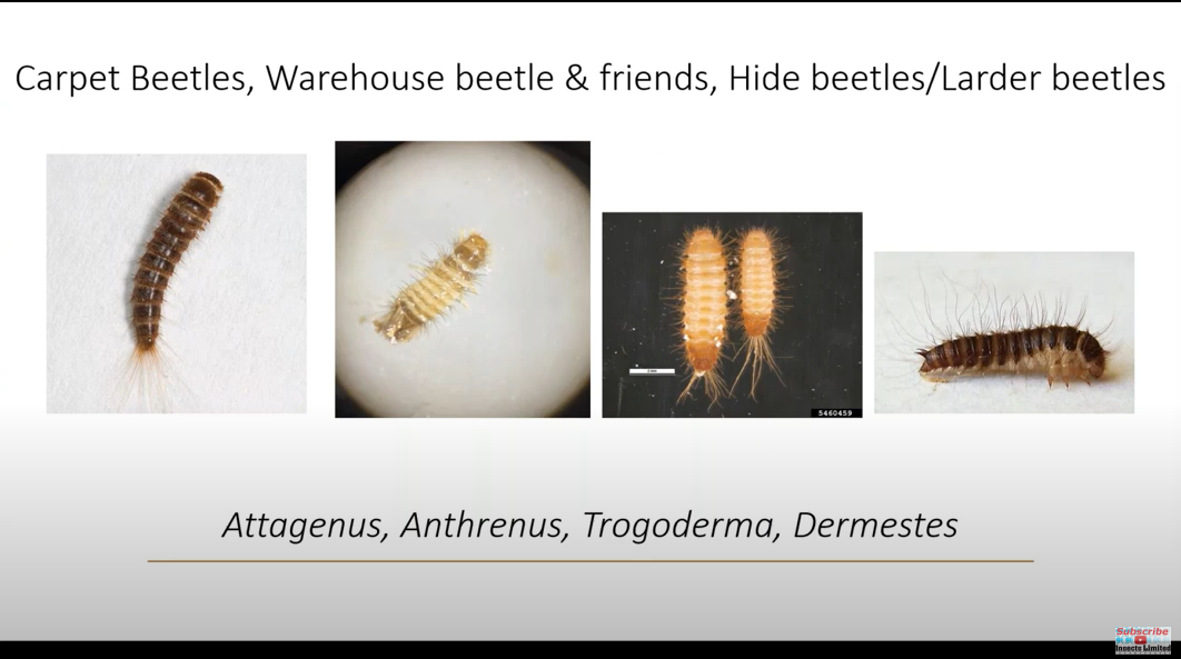 Carpet Beetles And Other Dermestids