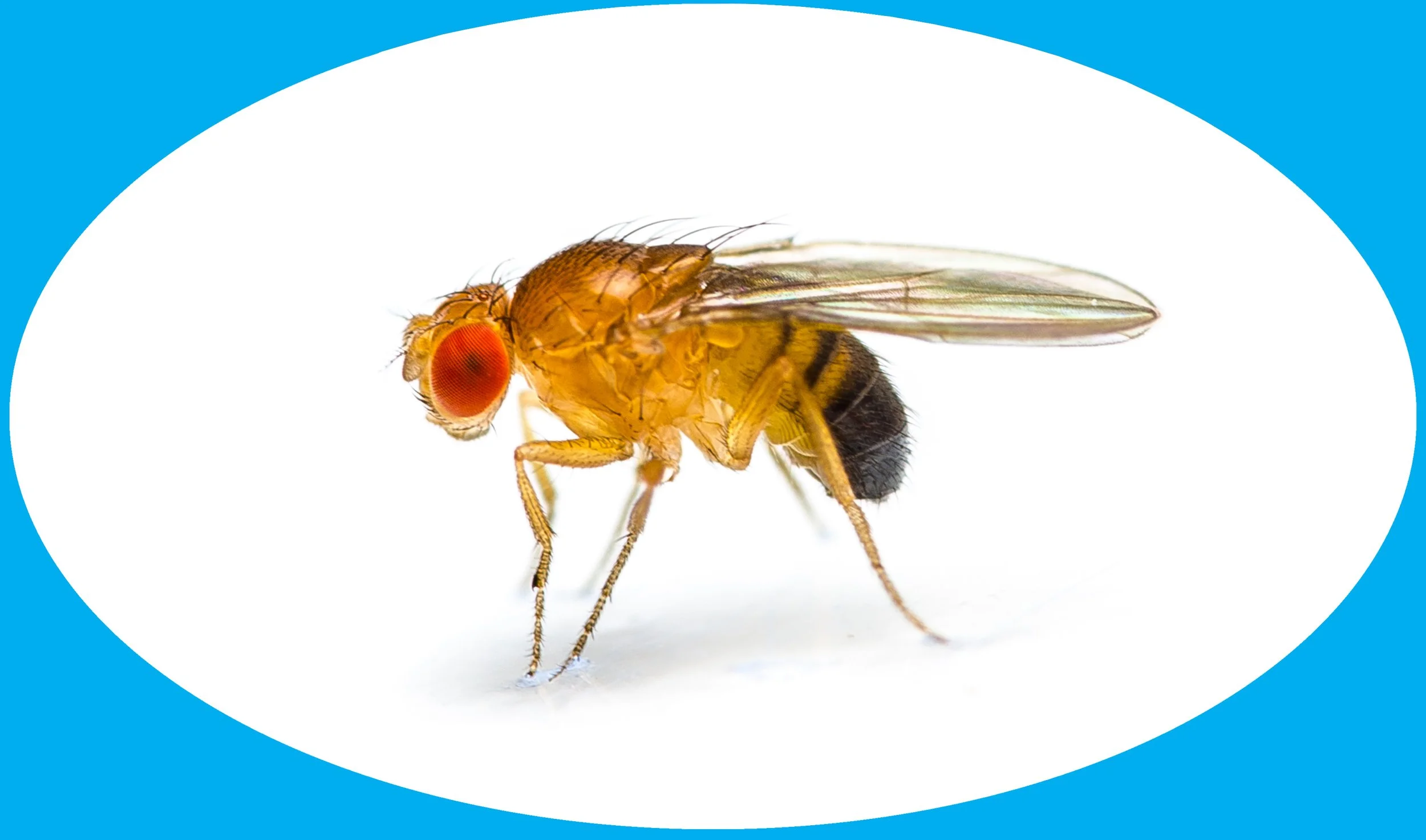 5 Things to Know About the Fruit Fly