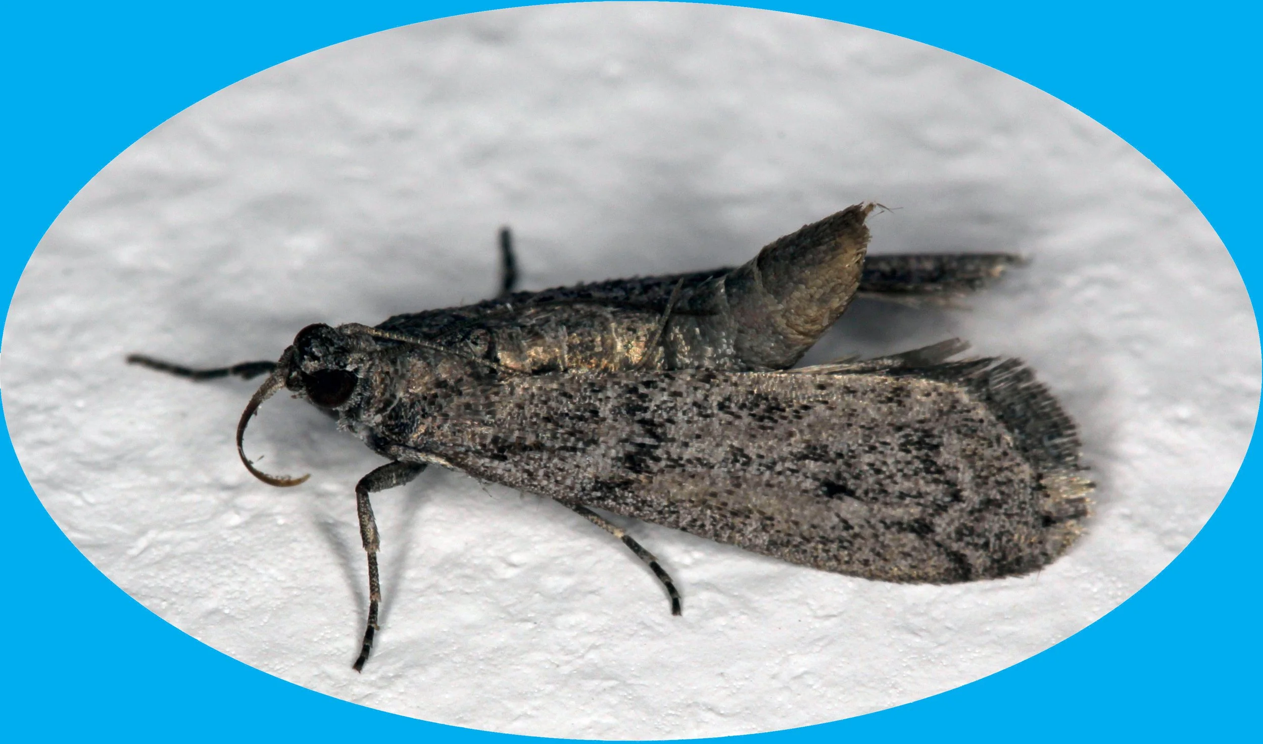 5 Things to Know About the Mediterranean Flour Moth