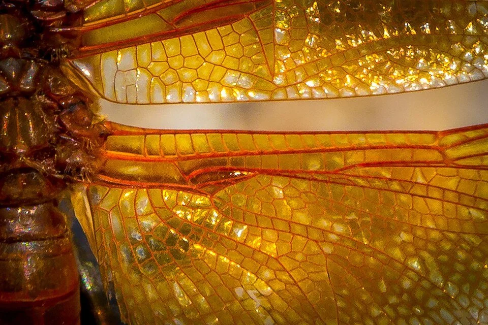 The Evolution and Economics of Insect Flight