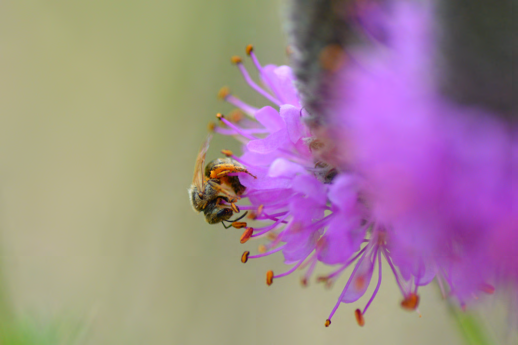Bee pollinating [white clover / red clover / purple flower / coreopsis] in native prairie habitat