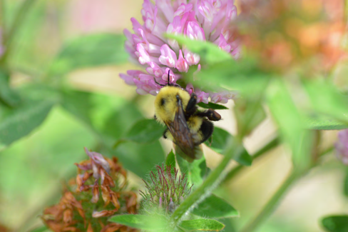 Bee pollinating [white clover / red clover / purple flower / coreopsis] in native prairie habitat
