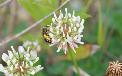 Bee pollinating [white clover / red clover / purple flower / coreopsis] in native prairie habitat