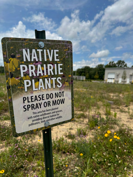 Bee pollinating [white clover / red clover / purple flower / coreopsis] in native prairie habitat