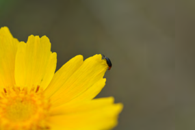 [Dark leaf beetle / red milkweed beetle / black-eyed Susan with beetle] in native prairie habitat