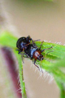 [Dark leaf beetle / red milkweed beetle / black-eyed Susan with beetle] in native prairie habitat