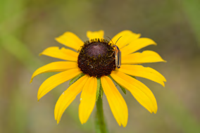 [Dark leaf beetle / red milkweed beetle / black-eyed Susan with beetle] in native prairie habitat