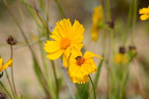 [Dark leaf beetle / red milkweed beetle / black-eyed Susan with beetle] in native prairie habitat