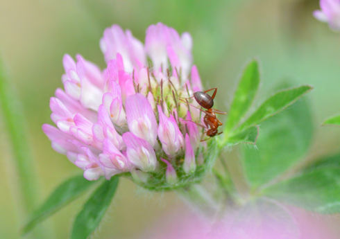 Ant on clover bloom in native prairie habitat" / "Ant colony nest entrance in native prairie soil