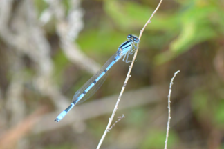 damselfly, sunflower with bee, grasshopper, seed pod, killdeer, songbird, prairie wildflower field, etc.