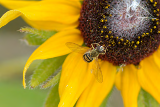 damselfly, sunflower with bee, grasshopper, seed pod, killdeer, songbird, prairie wildflower field, etc.