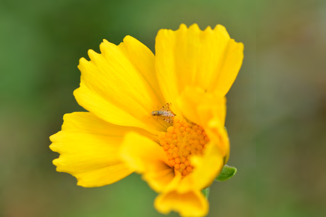 damselfly, sunflower with bee, grasshopper, seed pod, killdeer, songbird, prairie wildflower field, etc.