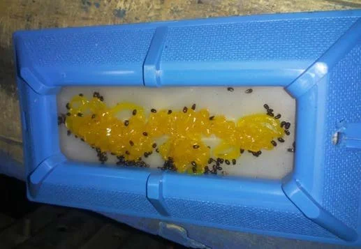 Insect bioassay card placed on warehouse pallet rack during fumigation testing