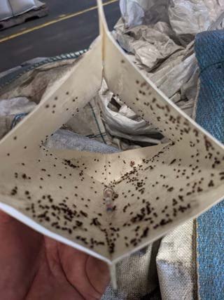 Insect bioassay card placed on warehouse pallet rack during fumigation testing