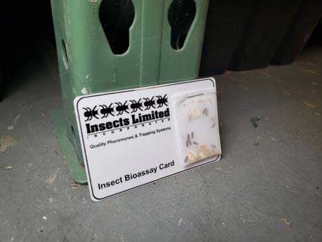Pheromone trap showing insects captured after fumigation